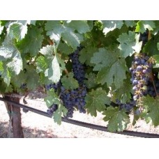 ワイナリーツアー 