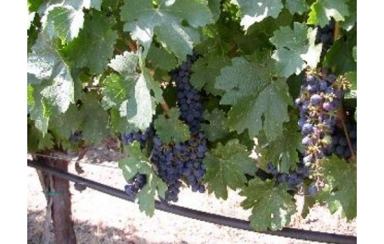 ワイナリーツアー 